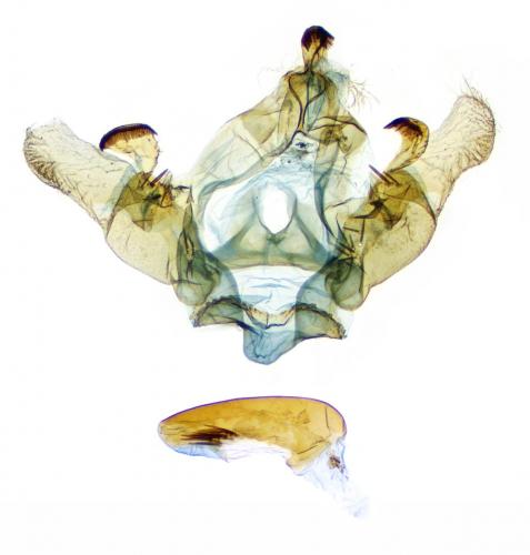 Bactra venosana